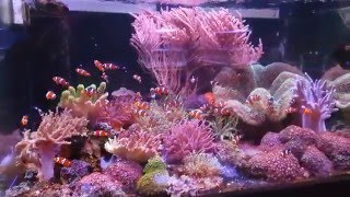 Aquaforest Soft Corals Tank screenshot 1