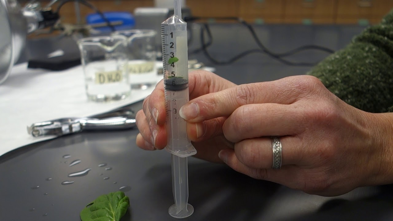 Lab 8 Photosynthesis Spinach disc experiment YouTube