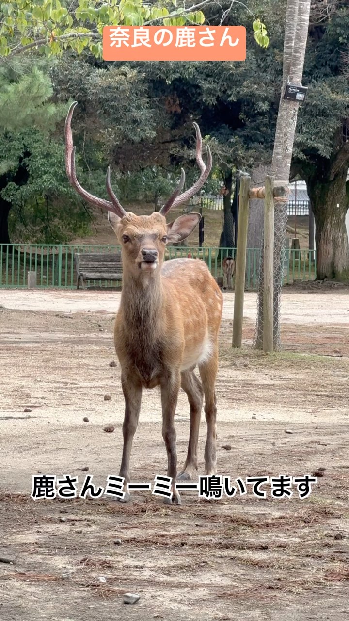 鹿さんチューブ #お鹿つ #推鹿つ #おせんべいどうぞ #奈良の鹿 #奈良