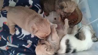 puppies beating each other up March 23 2024