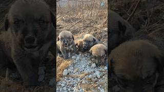 Desert Horror 🤢😲😭 Seconds from Death! Tiny Desert Cave Puppies Saved Just in Time 🐶💔 #shorts