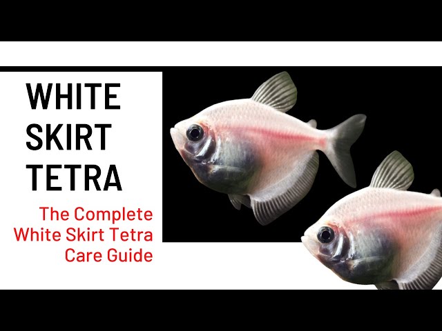 Discover 80+ white skirt tetra size best