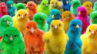 Hewan Lucu Kelinci, Ayam Lucu Dunia,Ayam Seluruh Dunia, Bulu Warna-warni, Ayam Warna-warni 🐤