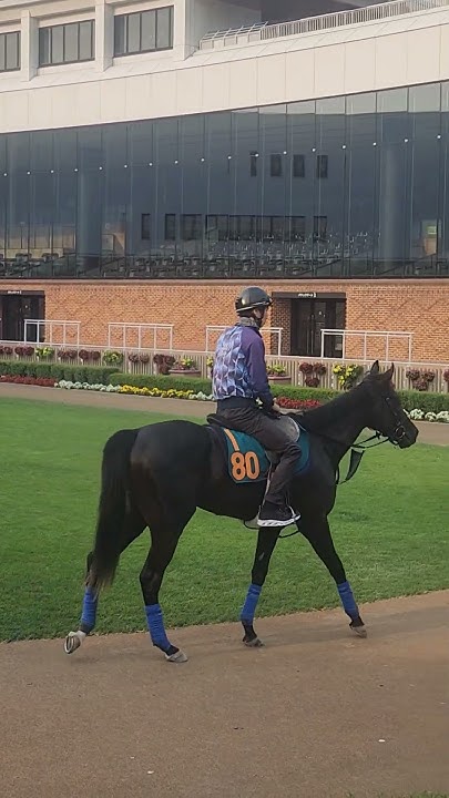 ショウナンサムデイ!ショウナンパンドラの娘がもうすぐデビューかな メイクデビュー 新馬戦 YouTube