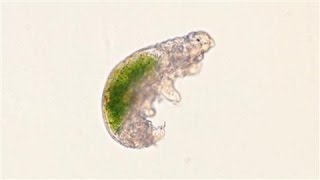 Tiny Animal Revived After 30 Years in Deep Freeze