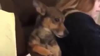 Socially awkward dog Profile