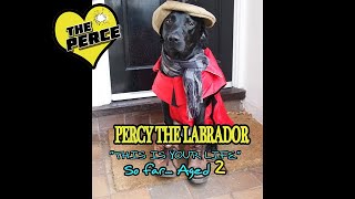 Two Year Old Labrador