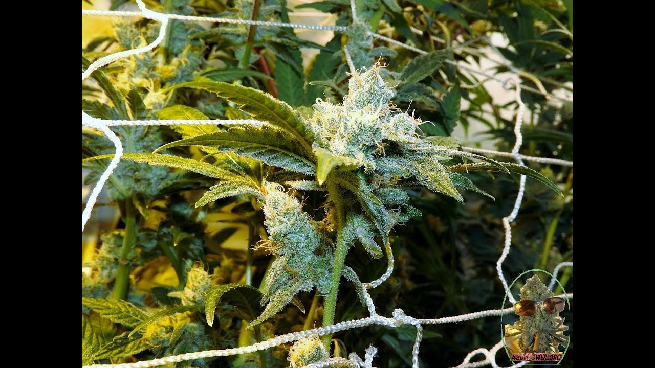 DOUBLE TAP DAY 49 HPS VS LED