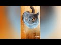 Exotic Shorthair Cats on Tiktok の動画、YouTube動画。