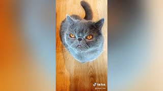 Exotic Shorthair Cats on Tiktok by Exotic Shorthair KSU 574 views 3 years ago 1 minute, 57 seconds