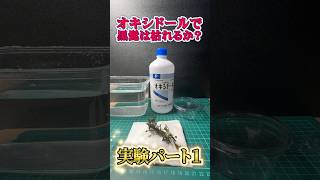 オキシドールで黒髭苔はかれるのか？直に入れて試してみたパート1 #かつやんチャンネル #アクアリウム #ブセファランドラ #黒髭苔