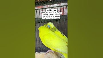 #سورة_فاطر #قرآن #ماهر_المعيقلي #المصحف #العراق #السعودية #مصر #طيور #quran #birds #budgies #texas
