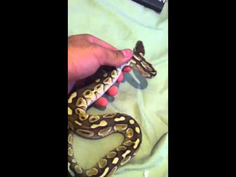 FHM Ball Python Lesser Male