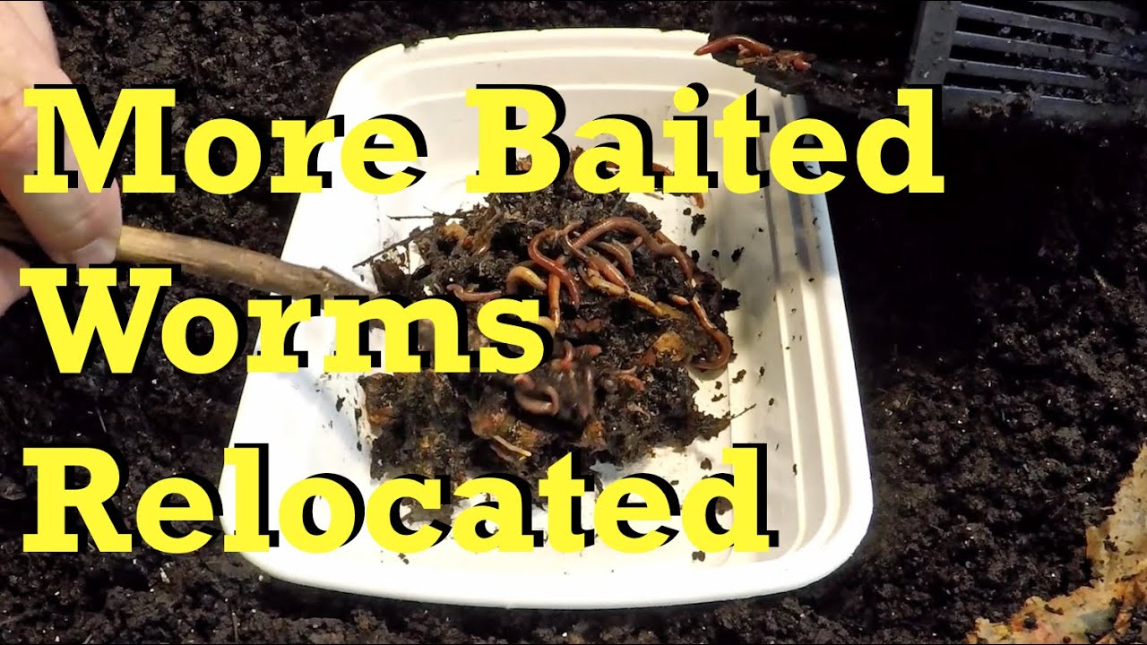 Baiting worms from 50day old finished compost continues