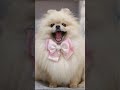 親子でAPTを歌ってみたら!? #pomeranian #おすすめの曲 #apt