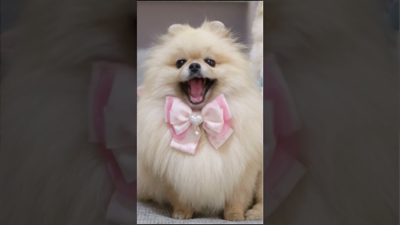 親子でAPTを歌ってみたら!? #pomeranian #おすすめの曲 #apt