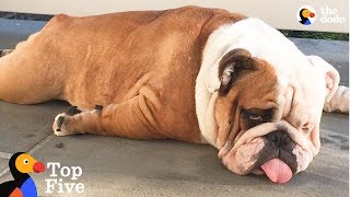 Bulldog Has Refined Taste And Interests Pets With Unique Personalities The Dodo Top 5