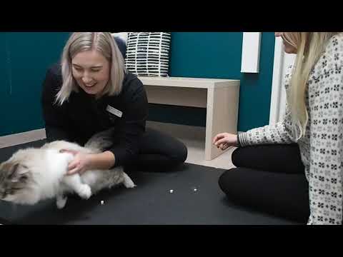Video: Mitä Kirput Näyttävät Kissoilta