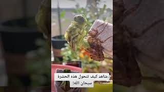 شاهد كيف تتحول هذه الحشرة . سبحان الله 