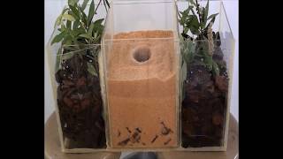 Collapsible soils: A simple demonstration