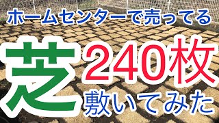 整地生活#6 ホームセンターで売ってる高麗芝を素人が張る