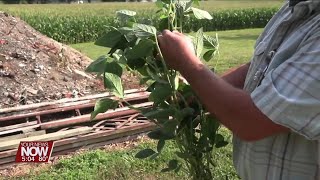 Lima, Ohio Crop Update 8/9/23