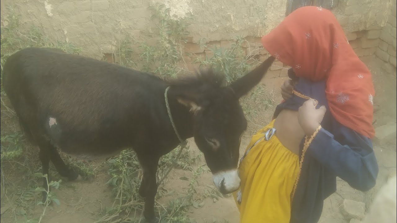 My donkey kong 🐴 donkey kong 🐴 