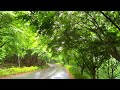 A quick tour through the rainy maple forest, birdsong, sound of rain, Cheonan