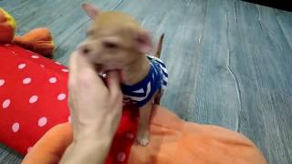 VID 20161124 155355