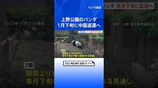 【国内のパンダ「ゼロ」に】上野のパンダ 1月下旬に中国返還へ「シャオシャオ」「レイレイ」期限より1か月早く…｜TBS NEWS DIG #shorts