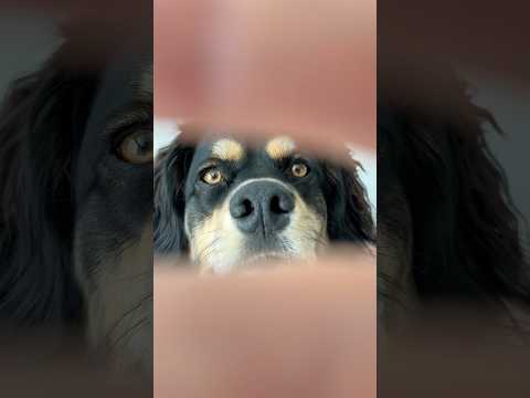 The most beautiful eyes 🥹 #oceaneyes #dogsofyoutube