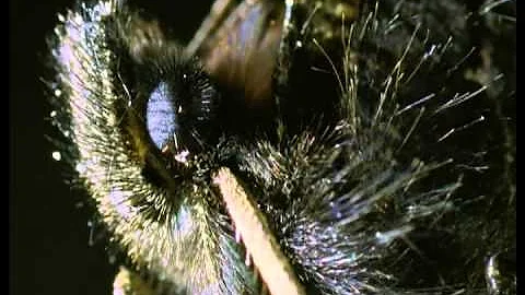 Winter Hibernation Winter's Tale | BBC Studios