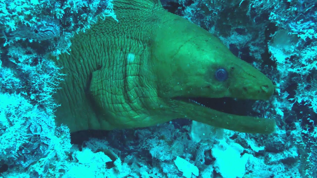 Moray Eel Key Largo YouTube