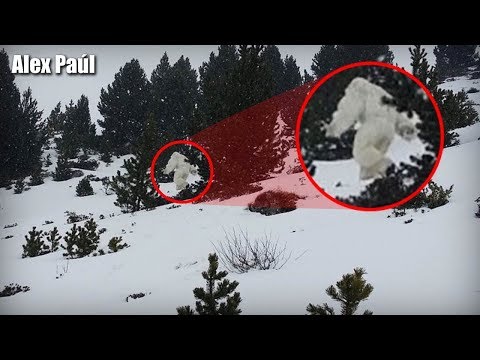 Vídeo: Un Enorme Yeti Va Atrapar Una Càmera De Vigilància D’animals Del Bosc