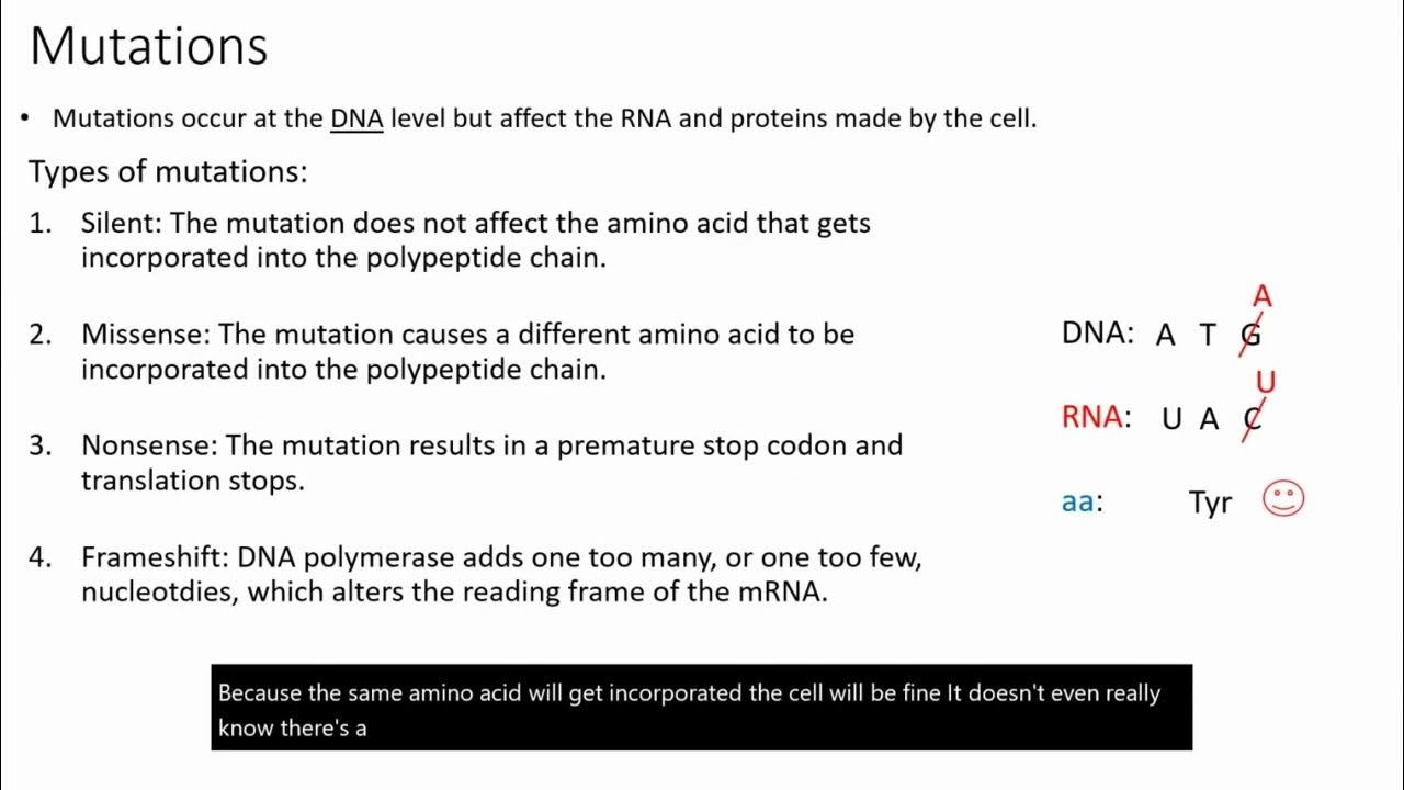 Mutations Silent, Missense, Nonsense, and Frameshift YouTube