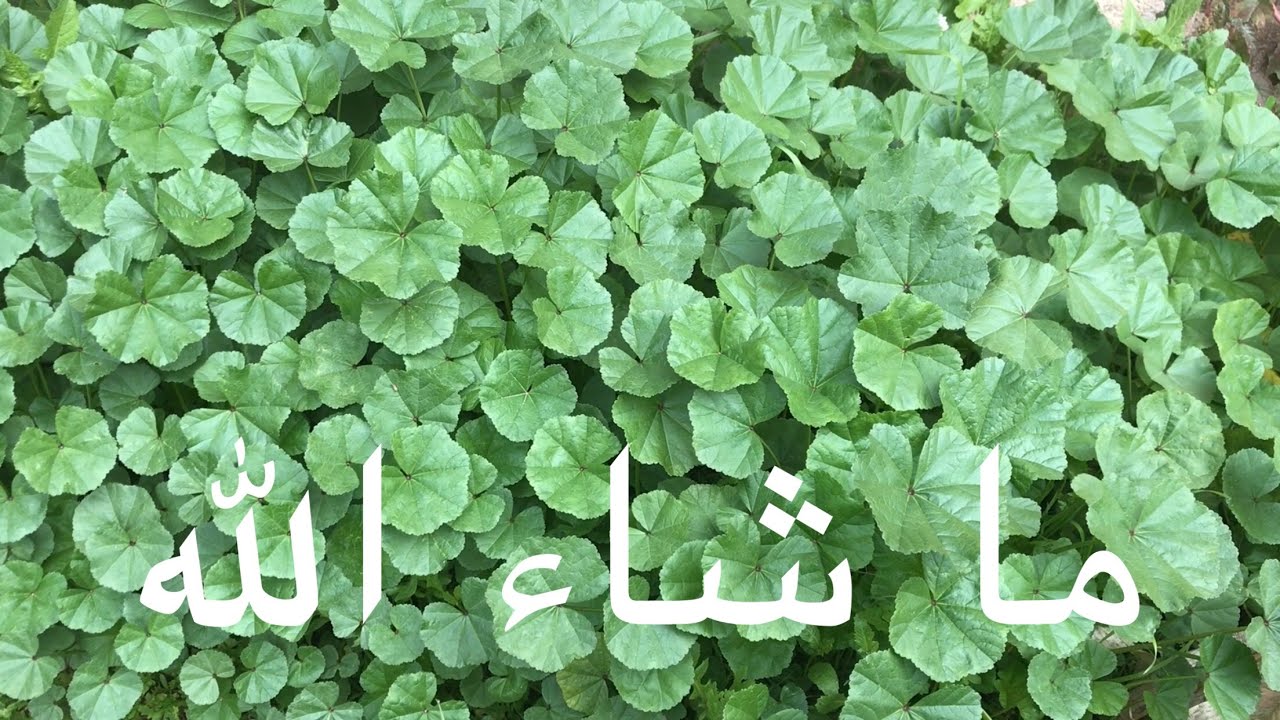 العشبة التي خلقها الله لوحدها ينتظرها الملايين بالشتاء هل تحبونها ؟قطفتها من حديقتناوعملت طبخة