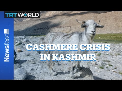 Kashmir’s Pashmina Faces Climate Crisis