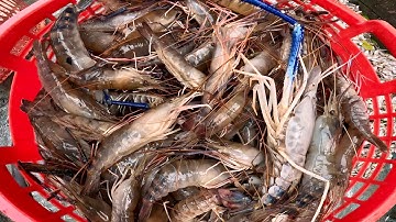 Te Tôm Càng Cá Đối Sông| Thật Nhiều Tôm Càng Trong Một Đục|| TCNTV #599