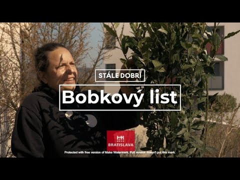 Video: Pestovanie rastliny vavrínu čerešňového – Ako sa starať o vavrín čerešňový