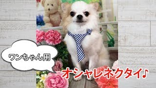 犬　ネクタイ　おしゃれネクタイ〔4276-3〕〔4276-4〕