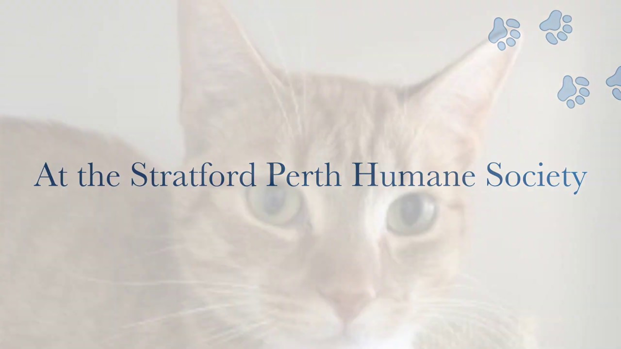 Adopt a cat this weekend at the Stratford Perth Humane Society! YouTube