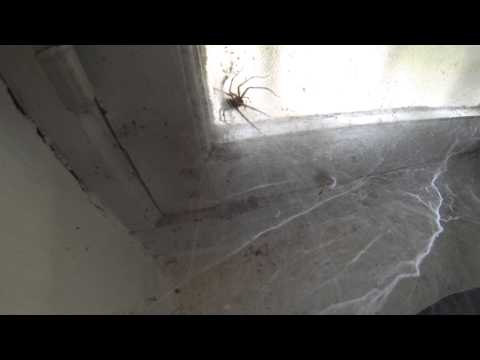 Attaque hyper rapide d'une araignée . Spider attack at high speed