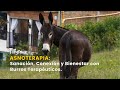 Asnoterapia: Sanación, Conexión y Bienestar con Burros Terapéuticos – TvAgro por Juan Gonzalo Angel