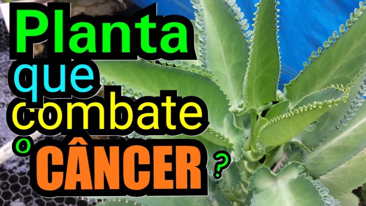 Planta Que Cura O Cancer Aranto Se Desenvolvendo Na Aquaponia