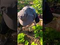 This Simple Tool Is Changing Farming Forever#shortsfeed #shorts