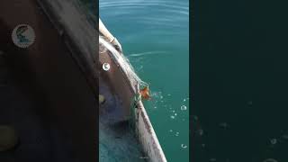 السمكة تحاول الهروب 😑😂 صيد السمك في البحيرة 🐟