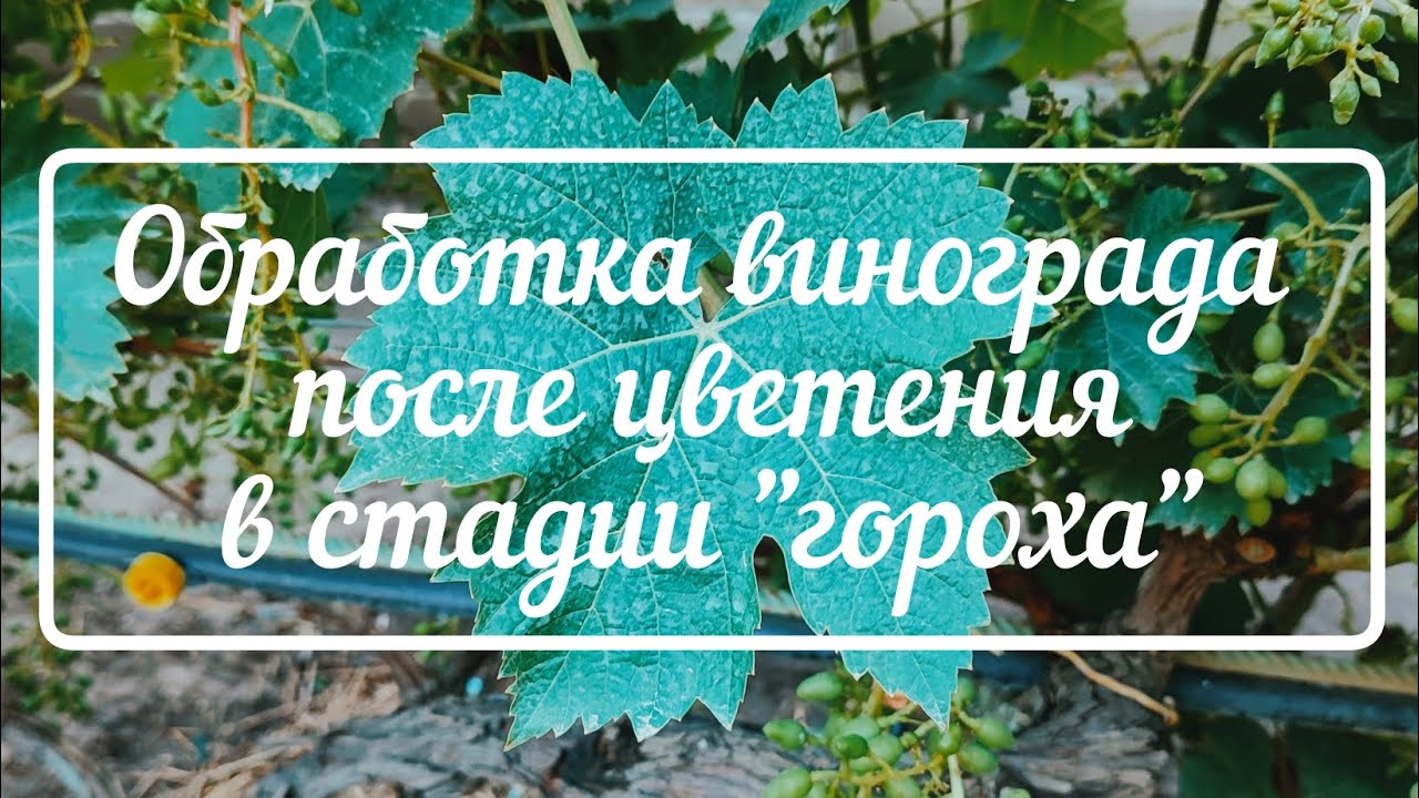 Опрыскивание виноградной лозы