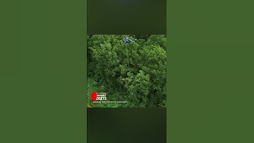 Zo houden ze bomen weg van stroomdraden