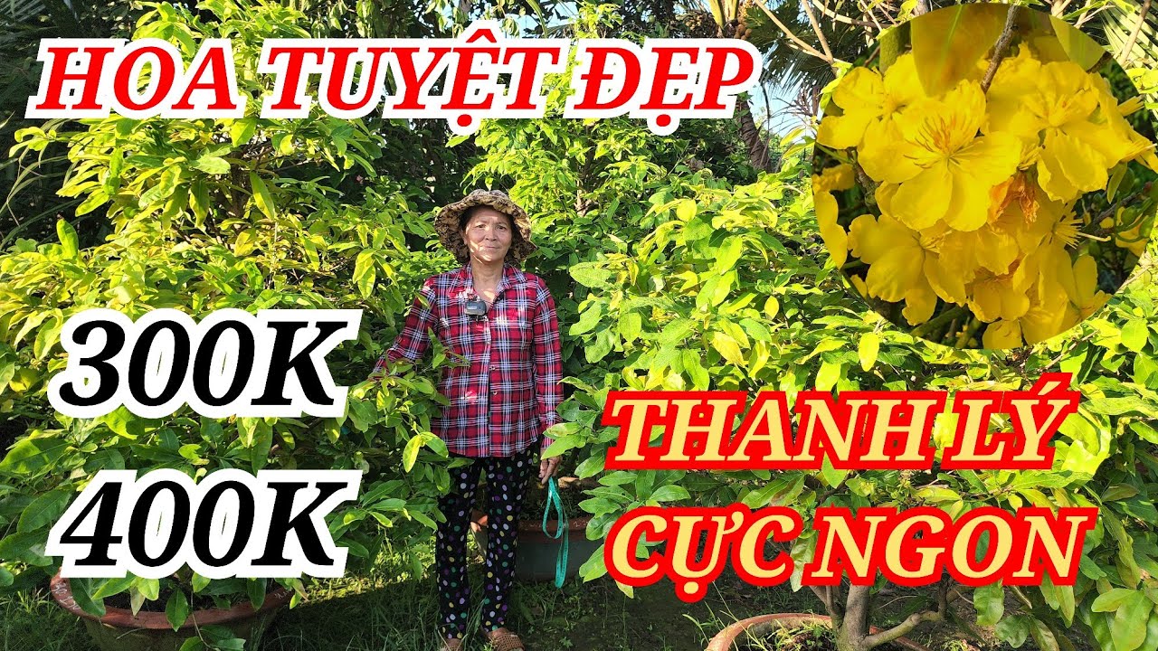 📞 HẰNG 0382804806 MAI TÀNG HOA ĐẸP TUYỆT VỜI THANH LÝ CỰC NGON BAO SHIP 10/03/2026 | Bến Tre Ơi