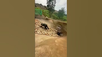 Three-Person Division of Labor, Corn Processing Speed Takes Off 🚀